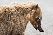 Picture 'Br1_1_01536 Coati, Brazil'